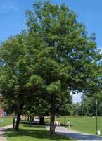 Fraxinus Excelsior - Ash Trees from Heathwood Nurseries